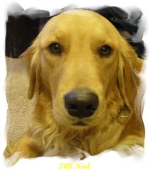 Picture of Tilli's face